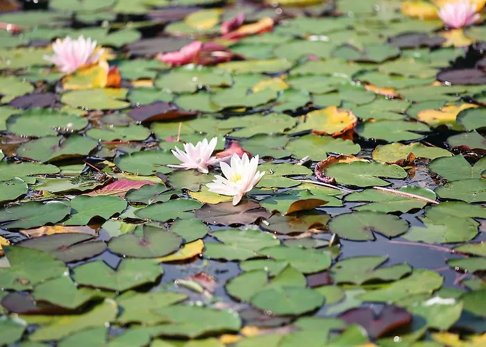 فندق Royal X سيبودن